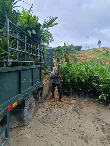 Agricultural Land for Sale in Kampung Batu 3 Segari (Lumut) - Alvin Seah - Exterior - PropertyGuru.com.my