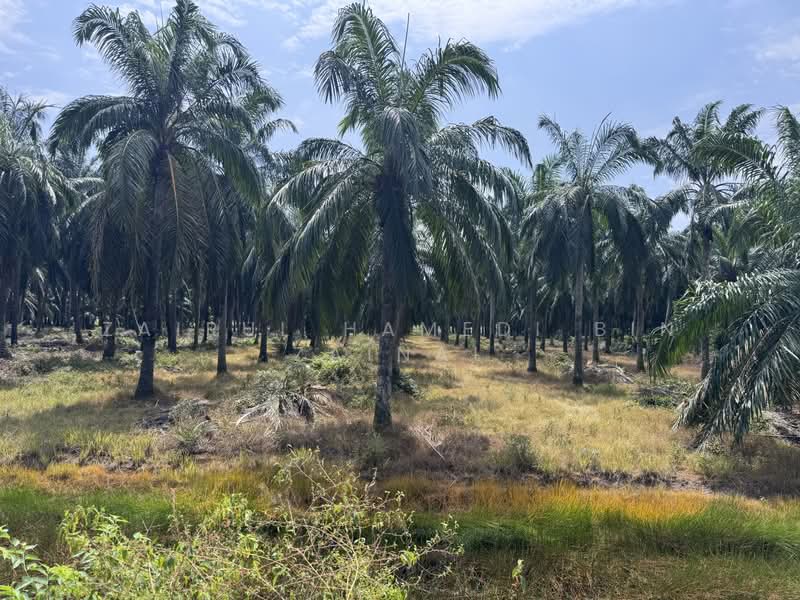 Tanah Pertanian untuk Dijual di Ijok (Selangor) - Zairul Hamedi Bin Zainal - PropertyGuru.com.my