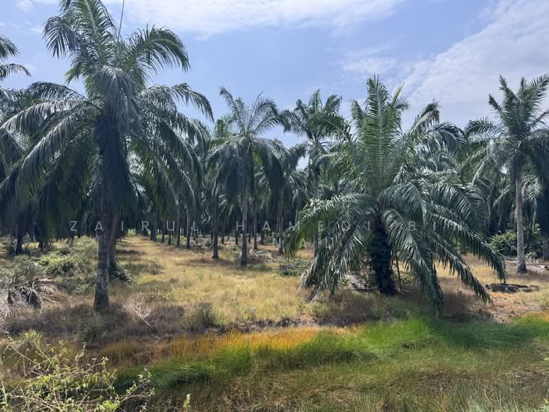 Tanah Pertanian untuk Dijual di Ijok (Selangor) - Zairul Hamedi Bin Zainal - PropertyGuru.com.my
