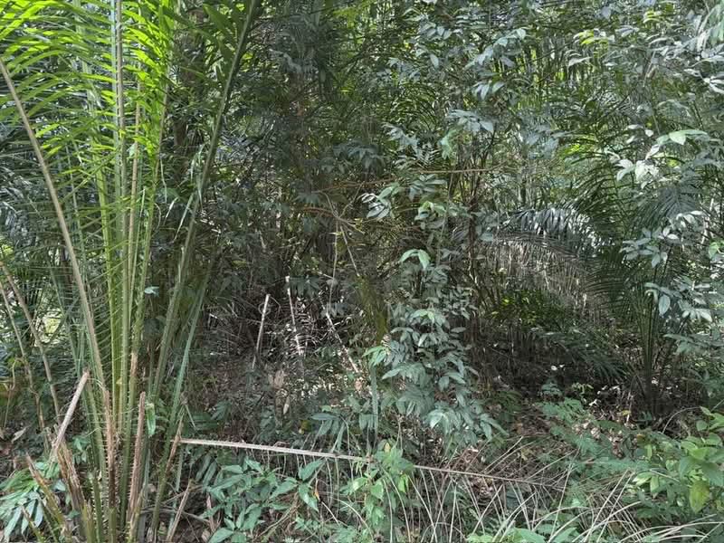 Agricultural Land for Rent in Puchong (Selangor) - Igen Mak - PropertyGuru.com.my