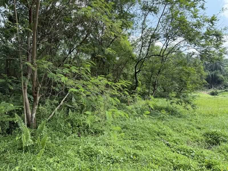 Agricultural Land for Rent in Bandar Bukit Puchong 2 (Puchong) - Igen Mak - Garden - PropertyGuru.com.my