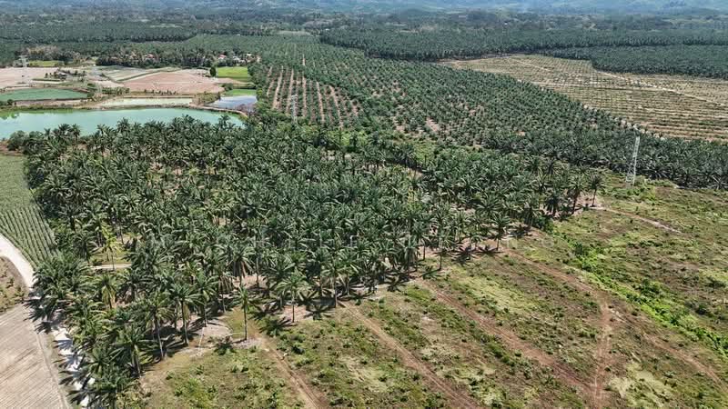Agricultural Land for Sale in Chemor Park (Chemor) - Michele Leong - Exterior - PropertyGuru.com.my