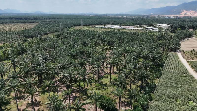 Agricultural Land for Sale in Chemor Park (Chemor) - Michele Leong - Exterior - PropertyGuru.com.my
