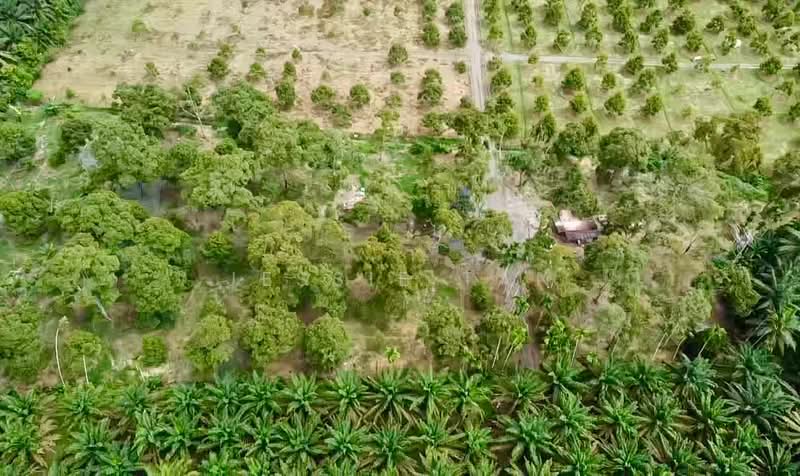Agricultural Land for Sale in Segamat (Johor) - Jessie Tan - Exterior - PropertyGuru.com.my