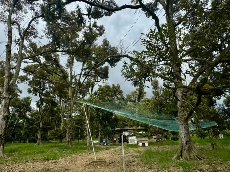 Agricultural Land for Sale in Segamat (Johor) - Jessie Tan - Exterior - PropertyGuru.com.my
