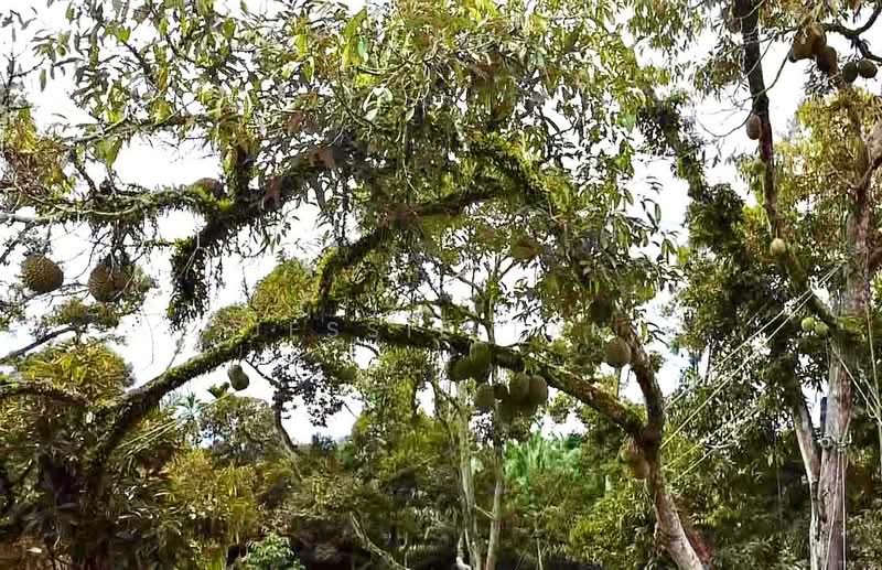 Agricultural Land for Sale in Segamat (Johor) - Jessie Tan - Exterior - PropertyGuru.com.my