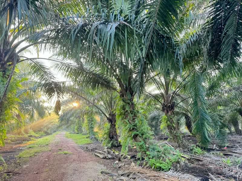 Industrial Land for Sale in Pekan Nenas (Jeram Batu) - Jessie Tan - Exterior - PropertyGuru.com.my