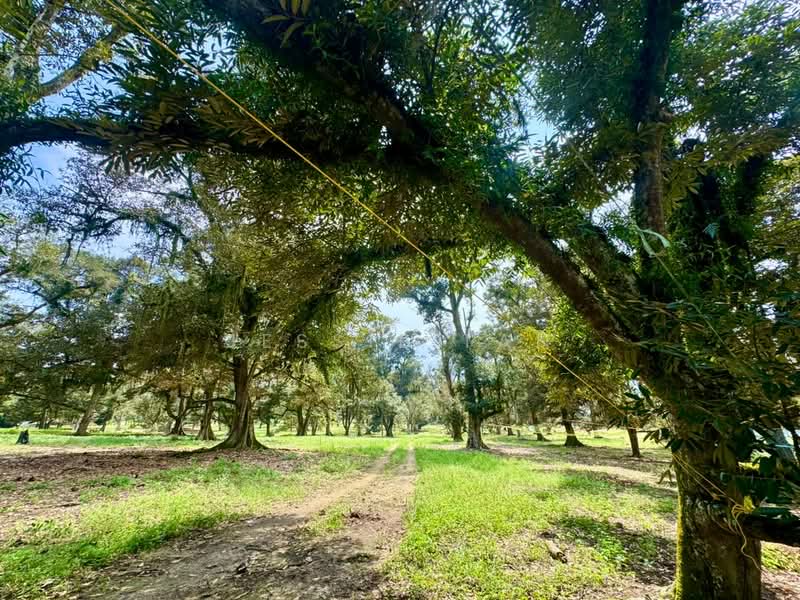 Tanah Pertanian untuk Dijual di Kampung Haji Noor (Simpang Renggam) - Jessie Tan - Garden - PropertyGuru.com.my