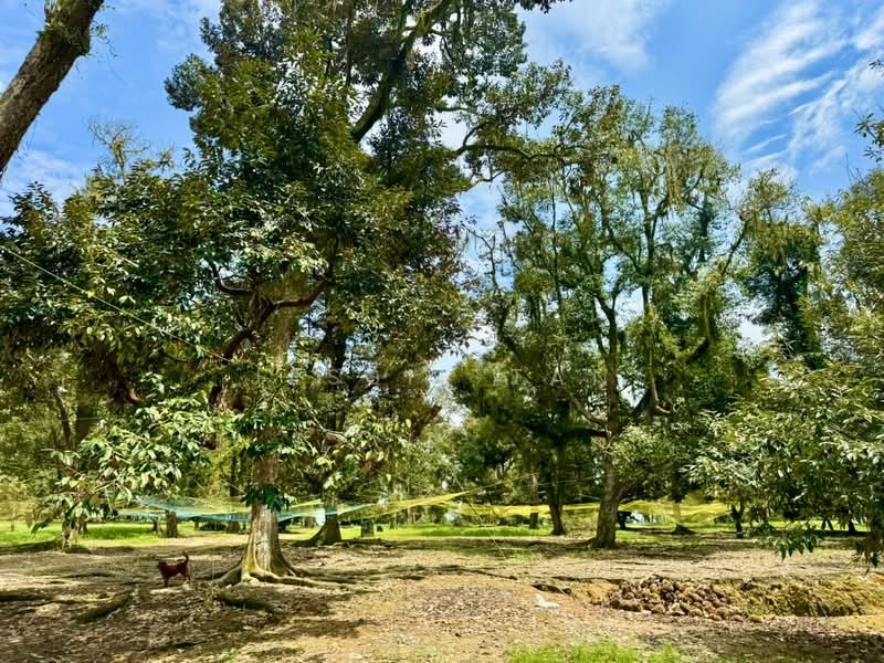 Tanah Pertanian untuk Dijual di Kampung Haji Noor (Simpang Renggam) - Jessie Tan - Garden - PropertyGuru.com.my