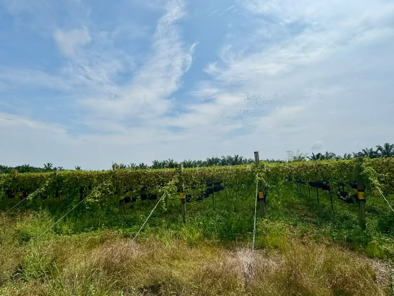 Tanah Pertanian untuk Dijual di Pontian (Johor) - Jessie Tan - Exterior - PropertyGuru.com.my