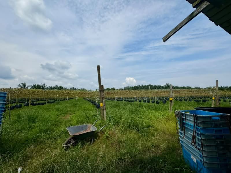 Tanah Pertanian untuk Dijual di Pontian (Johor) - Jessie Tan - Exterior - PropertyGuru.com.my