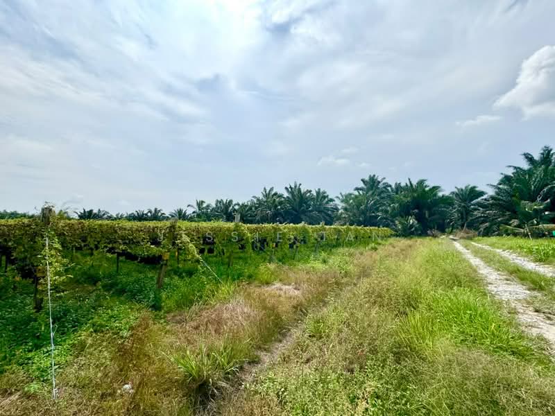 Tanah Pertanian untuk Dijual di Pontian (Johor) - Jessie Tan - Exterior - PropertyGuru.com.my