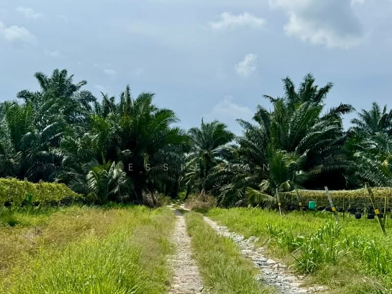 Tanah Pertanian untuk Dijual di Pontian (Johor) - Jessie Tan - Exterior - PropertyGuru.com.my
