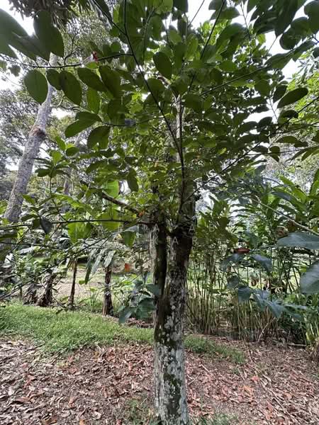 Agricultural Land for Sale in Semenyih (Selangor) - Maria Abu Bakar - Garden - PropertyGuru.com.my