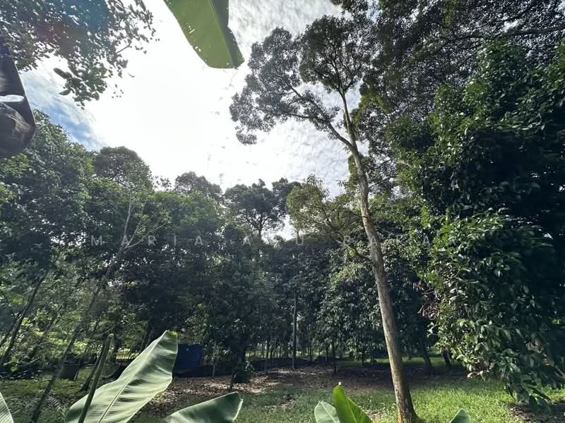 Agricultural Land for Sale in Semenyih (Selangor) - Maria Abu Bakar - Garden - PropertyGuru.com.my