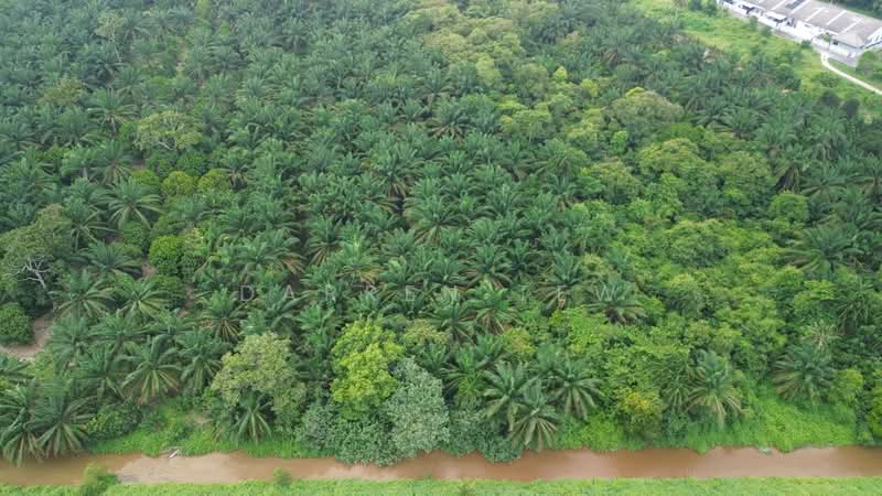 Agricultural Land for Sale in Bandar Pontian (Pontian) - Darren Tew - PropertyGuru.com.my