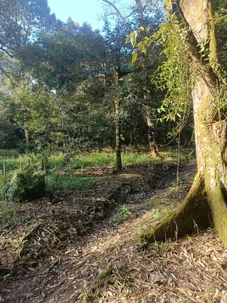 Agricultural Land for Sale in Pontian (Johor) - Jayden Ng - Garden - PropertyGuru.com.my