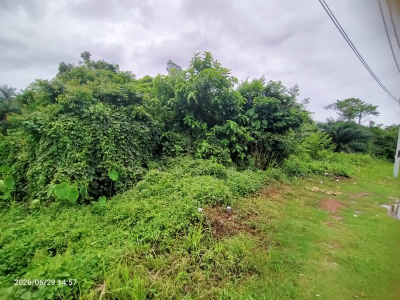Tanah Pertanian untuk Dijual di Sidam Kiri (Kedah) - Wang TS - Exterior - PropertyGuru.com.my