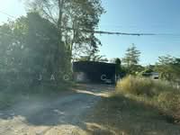 For Sale - Pokok Sena