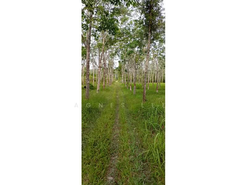 Agricultural Land for Sale in Segamat (Johor) - Agnes Lee - Exterior - PropertyGuru.com.my
