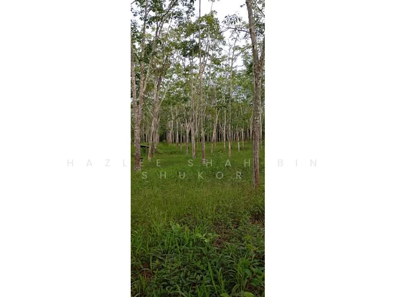 Agricultural Land for Sale in Segamat (Johor) - Hazlee Shah Bin Shukor - Garden - PropertyGuru.com.my