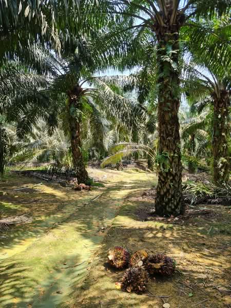 Tanah Pertanian untuk Dijual di Kota Tinggi (Johor) - Hermen Lau - Exterior - PropertyGuru.com.my
