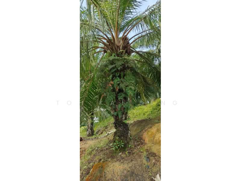 Agricultural Land for Sale in Kampung Jemapoh (Kuala Pilah) - Toh Kai Seng - PropertyGuru.com.my