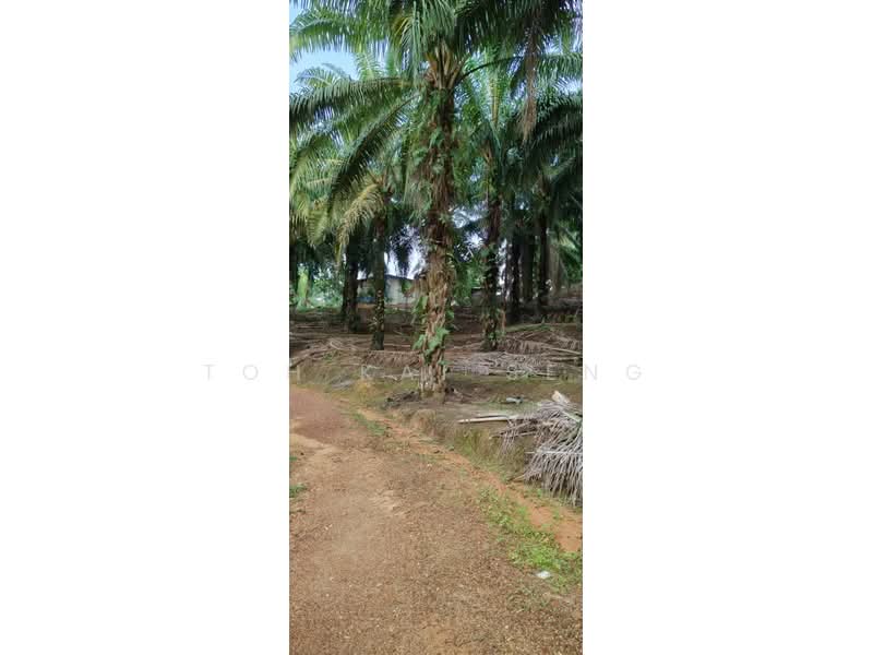 Agricultural Land for Sale in Kampung Jemapoh (Kuala Pilah) - Toh Kai Seng - PropertyGuru.com.my