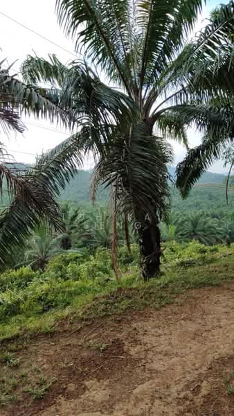 Agricultural Land for Sale in Kampung Jemapoh (Kuala Pilah) - Toh Kai Seng - PropertyGuru.com.my