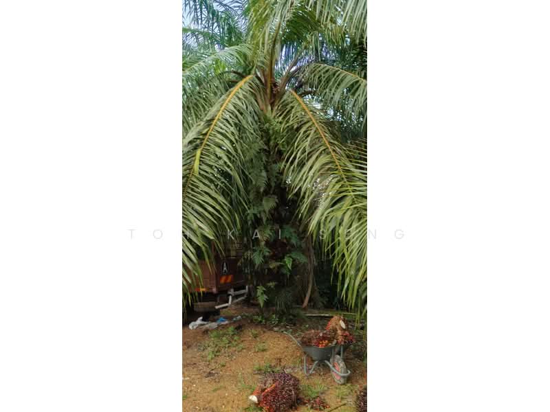 Agricultural Land for Sale in Kampung Jemapoh (Kuala Pilah) - Toh Kai Seng - PropertyGuru.com.my