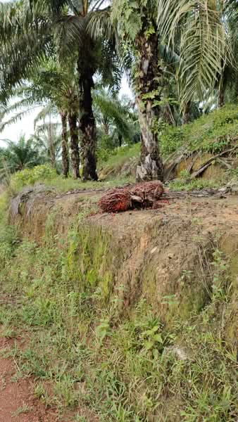 Agricultural Land for Sale in Kampung Jemapoh (Kuala Pilah) - Toh Kai Seng - PropertyGuru.com.my