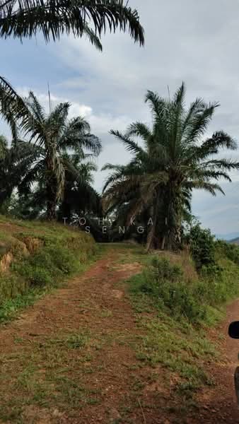 Agricultural Land for Sale in Kampung Jemapoh (Kuala Pilah) - Toh Kai Seng - PropertyGuru.com.my