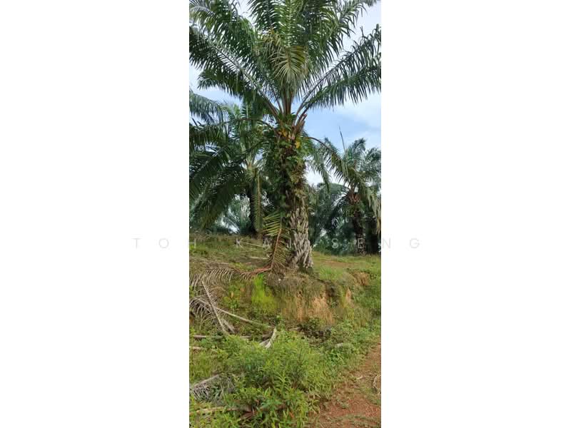Agricultural Land for Sale in Kampung Jemapoh (Kuala Pilah) - Toh Kai Seng - PropertyGuru.com.my