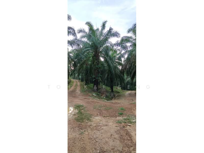Agricultural Land for Sale in Kampung Jemapoh (Kuala Pilah) - Toh Kai Seng - PropertyGuru.com.my
