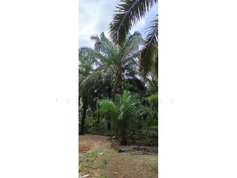 Agricultural Land for Sale in Kampung Jemapoh (Kuala Pilah) - Toh Kai Seng - PropertyGuru.com.my