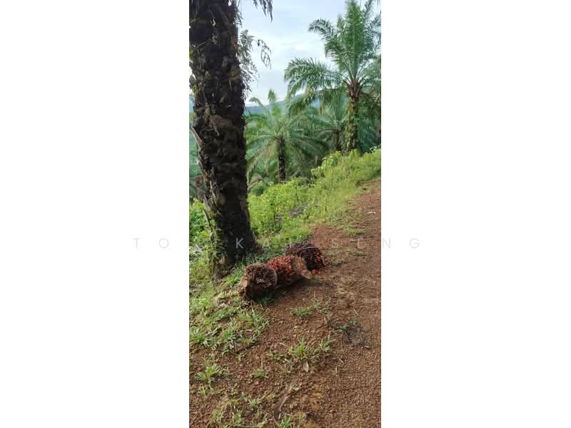 Agricultural Land for Sale in Kampung Jemapoh (Kuala Pilah) - Toh Kai Seng - PropertyGuru.com.my