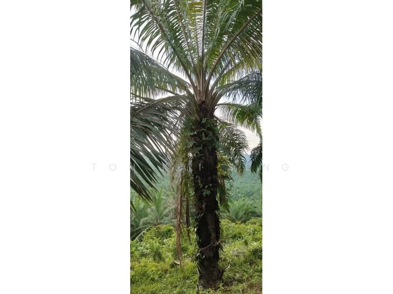 Agricultural Land for Sale in Kampung Jemapoh (Kuala Pilah) - Toh Kai Seng - PropertyGuru.com.my