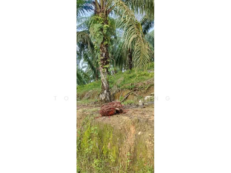 Agricultural Land for Sale in Kampung Jemapoh (Kuala Pilah) - Toh Kai Seng - PropertyGuru.com.my