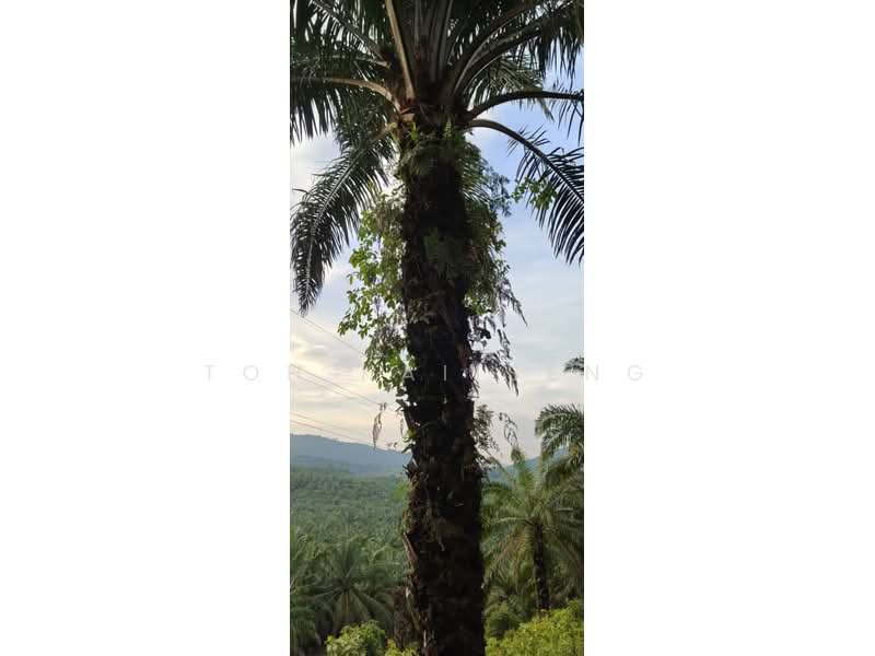 Agricultural Land for Sale in Kampung Jemapoh (Kuala Pilah) - Toh Kai Seng - PropertyGuru.com.my