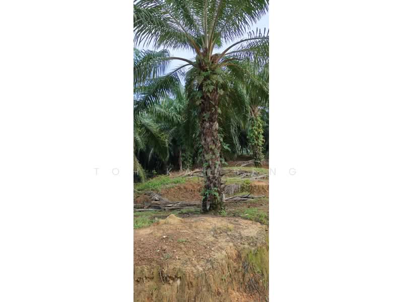 Agricultural Land for Sale in Kampung Jemapoh (Kuala Pilah) - Toh Kai Seng - PropertyGuru.com.my