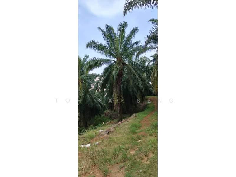 Agricultural Land for Sale in Kampung Jemapoh (Kuala Pilah) - Toh Kai Seng - PropertyGuru.com.my
