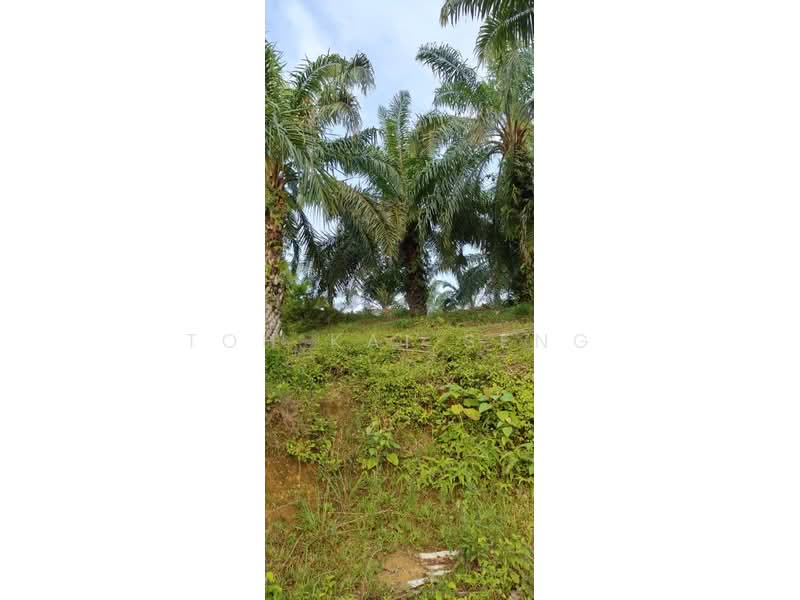 Agricultural Land for Sale in Kampung Jemapoh (Kuala Pilah) - Toh Kai Seng - PropertyGuru.com.my