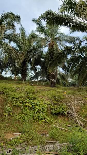 Agricultural Land for Sale in Kampung Jemapoh (Kuala Pilah) - Toh Kai Seng - PropertyGuru.com.my