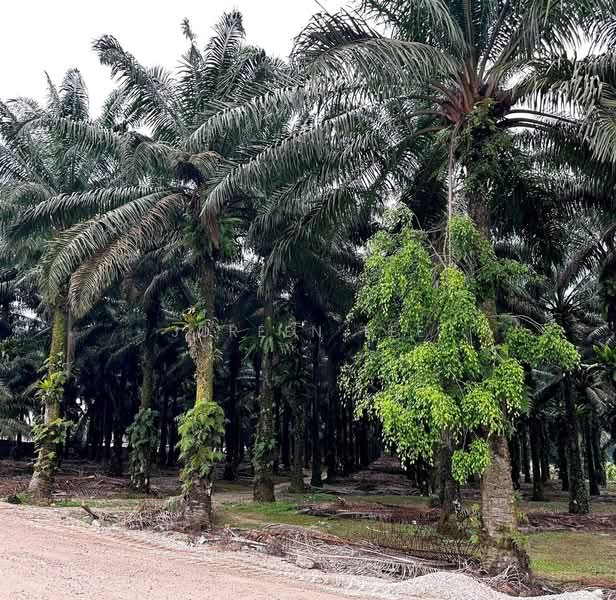 Other Property for Sale in Pontian (Johor) - Joreen Lee - PropertyGuru.com.my
