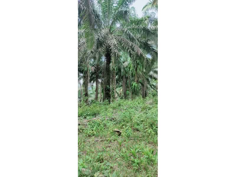 Industrial Land for Rent in Alma (Bukit Mertajam) - Shue Lim - Garden - PropertyGuru.com.my