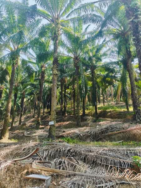 Industrial Land for Rent in Alma (Bukit Mertajam) - Shue Lim - PropertyGuru.com.my