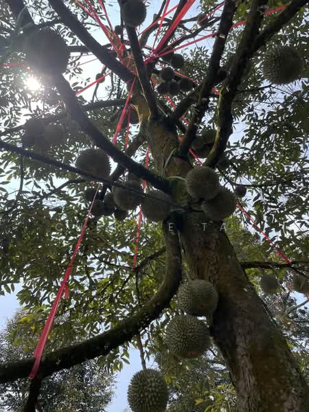 Agricultural Land for Sale in Karak (Pahang) - Cherine Tan - PropertyGuru.com.my
