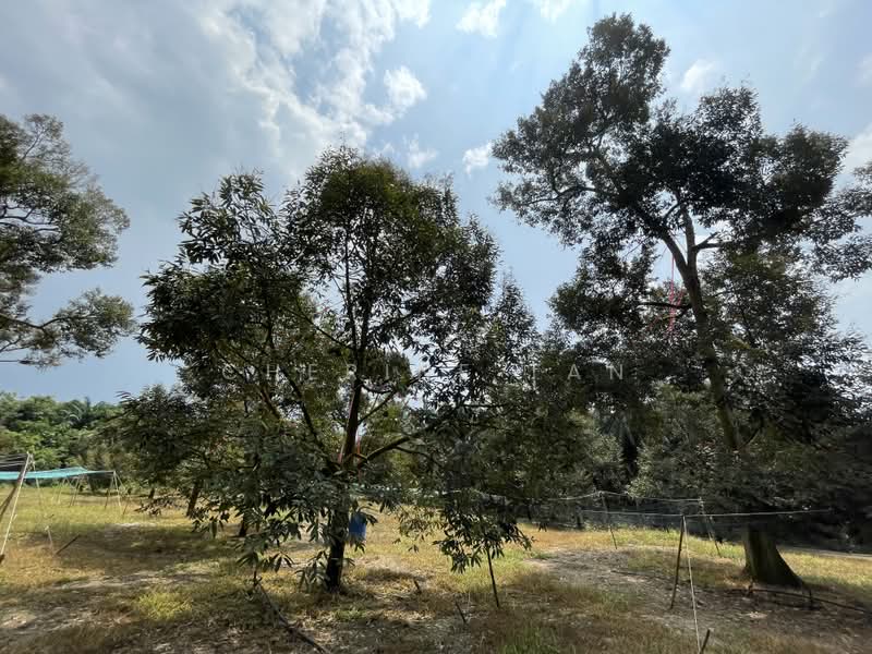 Agricultural Land for Sale in Karak (Pahang) - Cherine Tan - Garden - PropertyGuru.com.my
