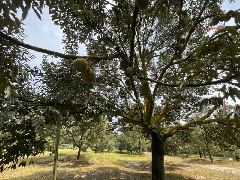Agricultural Land for Sale in Karak (Pahang) - Cherine Tan - Exterior - PropertyGuru.com.my
