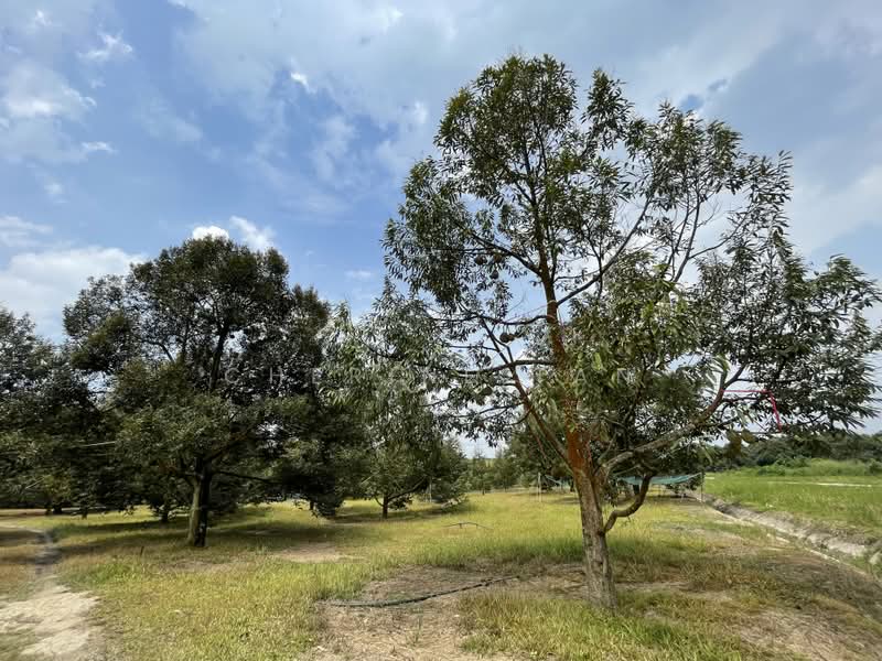 Agricultural Land for Sale in Karak (Pahang) - Cherine Tan - Garden - PropertyGuru.com.my